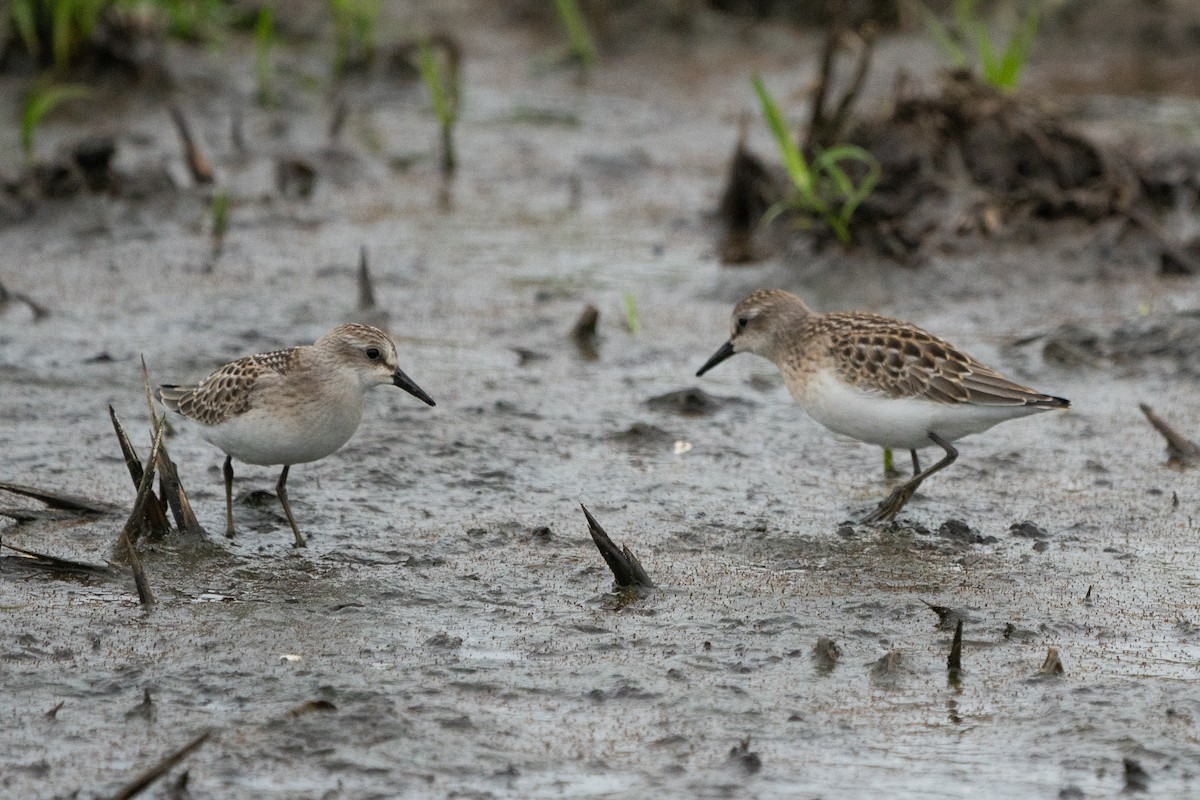 Semipalmated Sandpiper - ML171822761