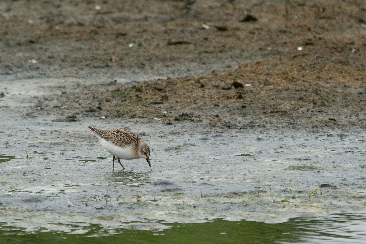 Semipalmated Sandpiper - ML171823041