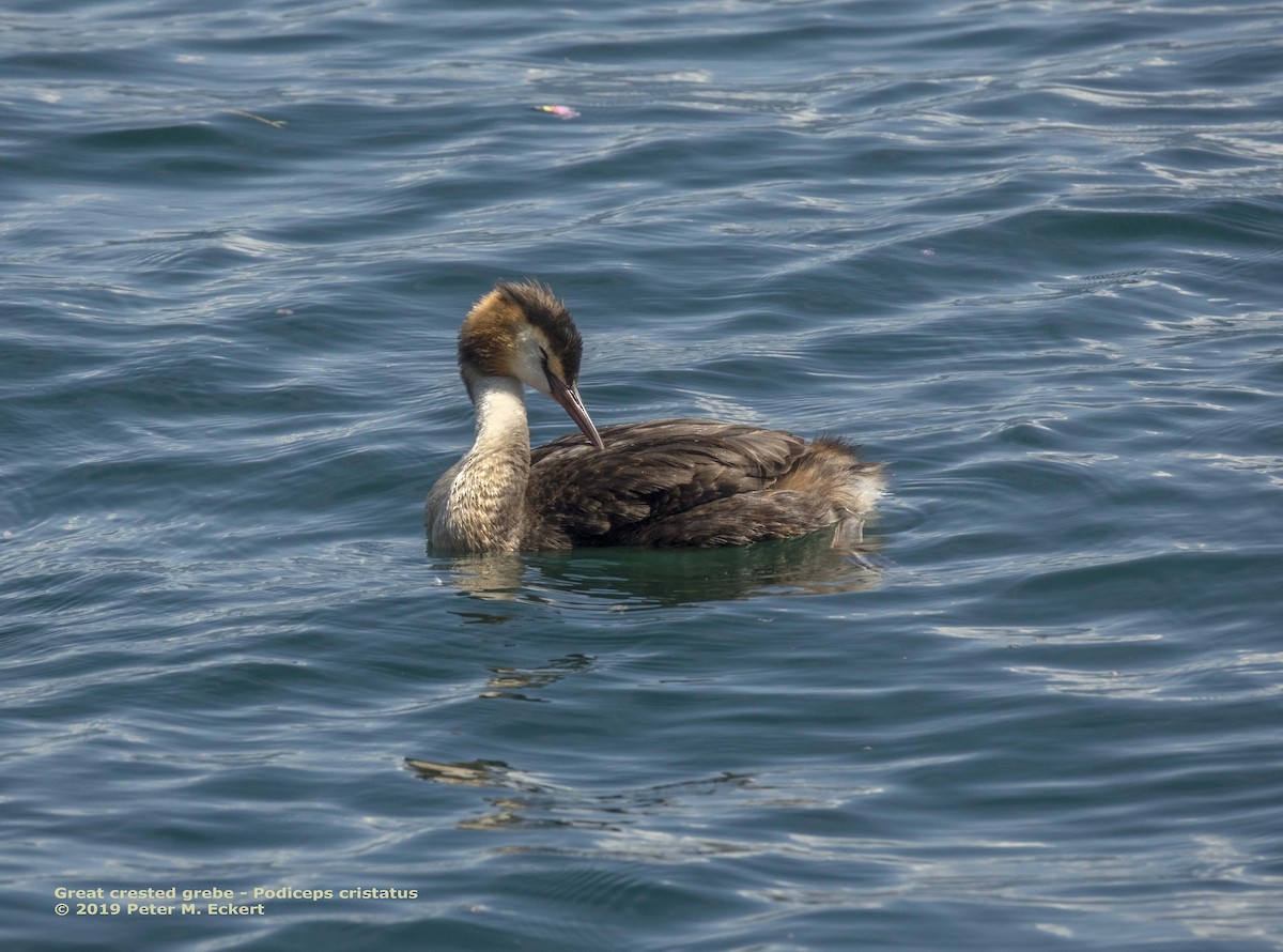 Great Crested Grebe - ML171823541