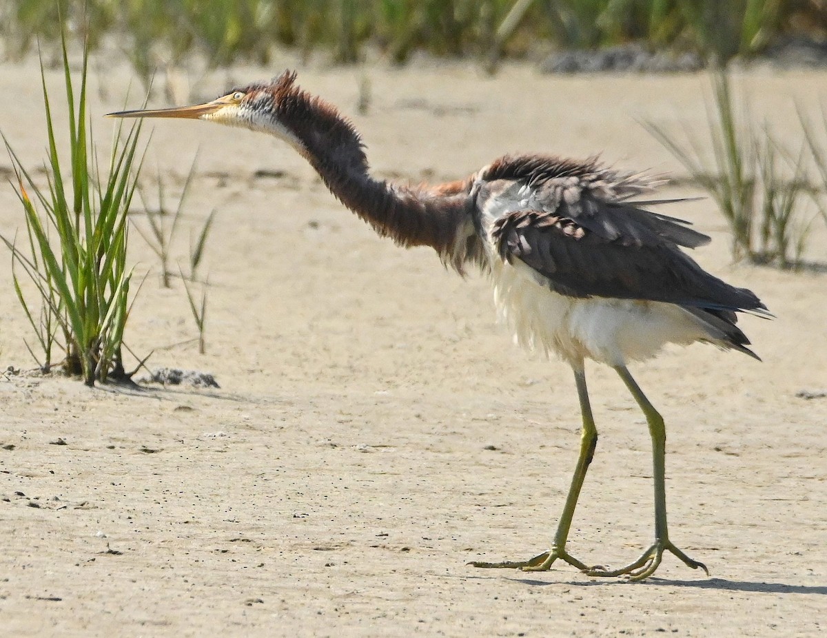 Tricolored Heron - ML171823701