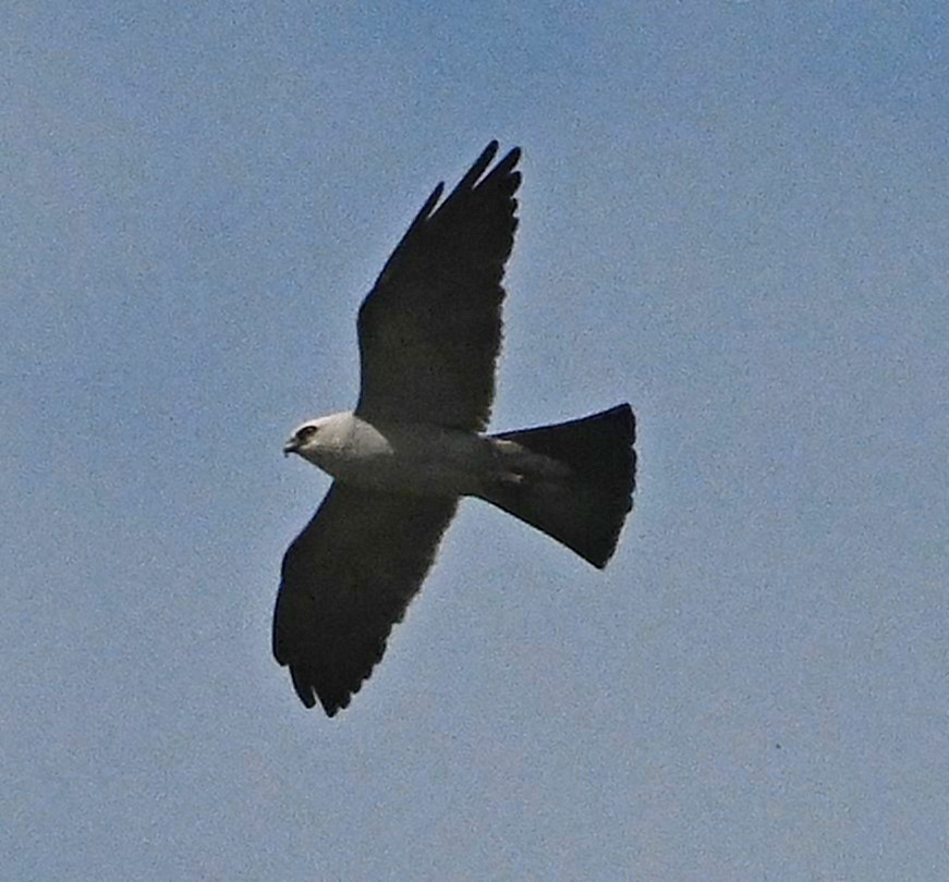 Mississippi Kite - ML171823721