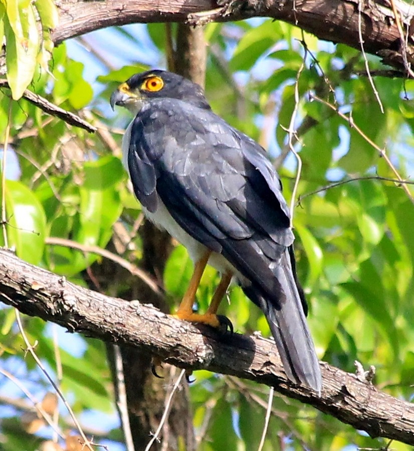 Pied Goshawk - ML171824031