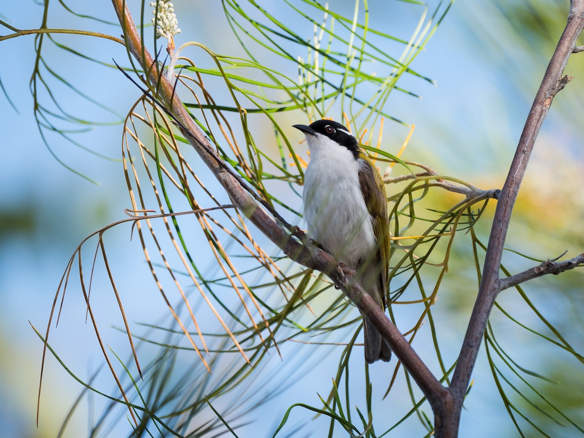 White-throated Honeyeater - ML171824471