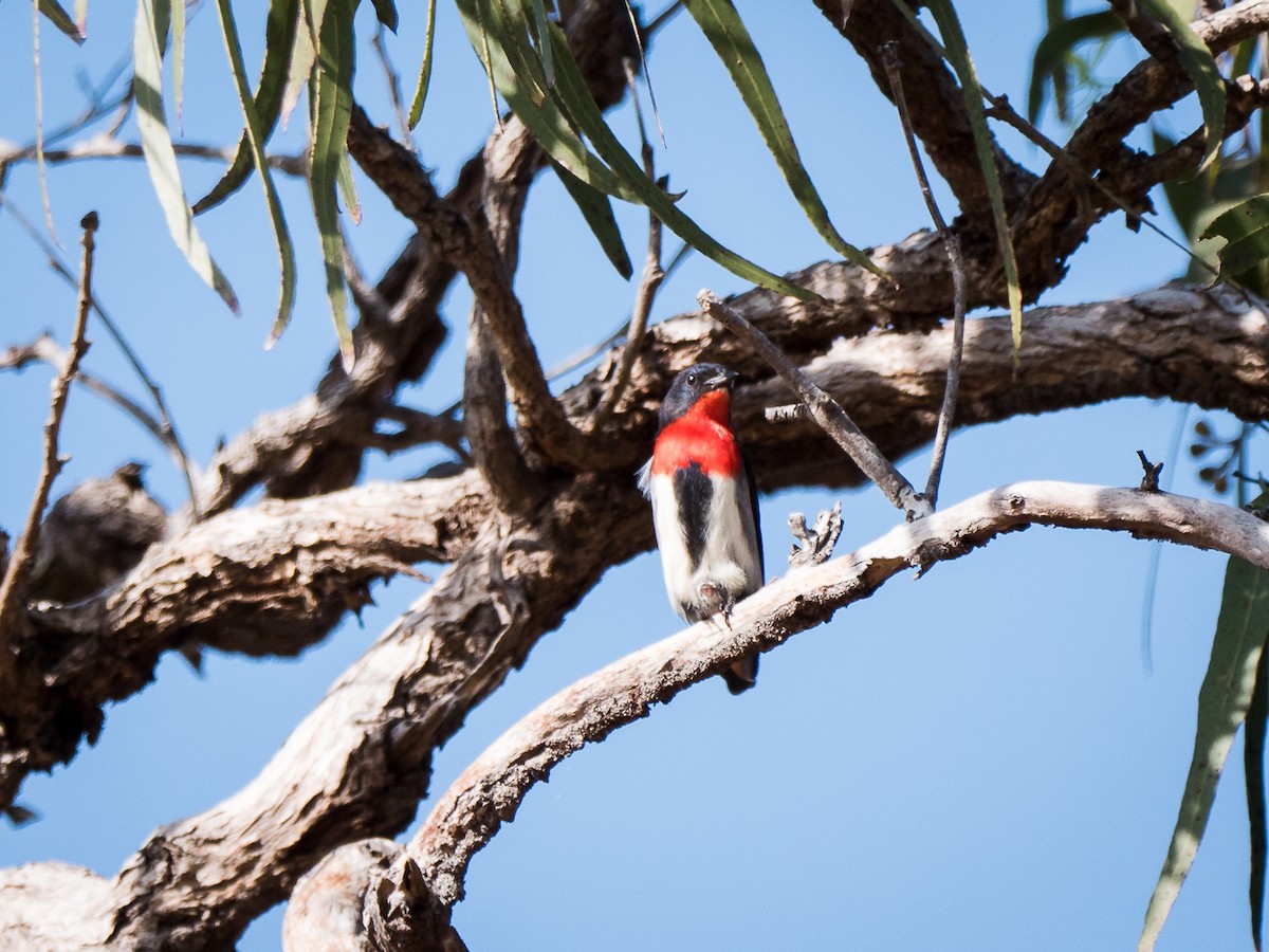 Mistletoebird - ML171824481