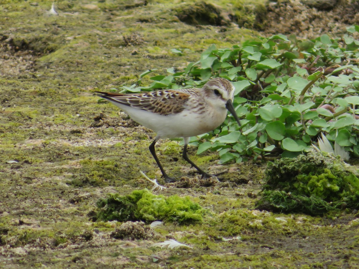 Western Sandpiper - TK Birder