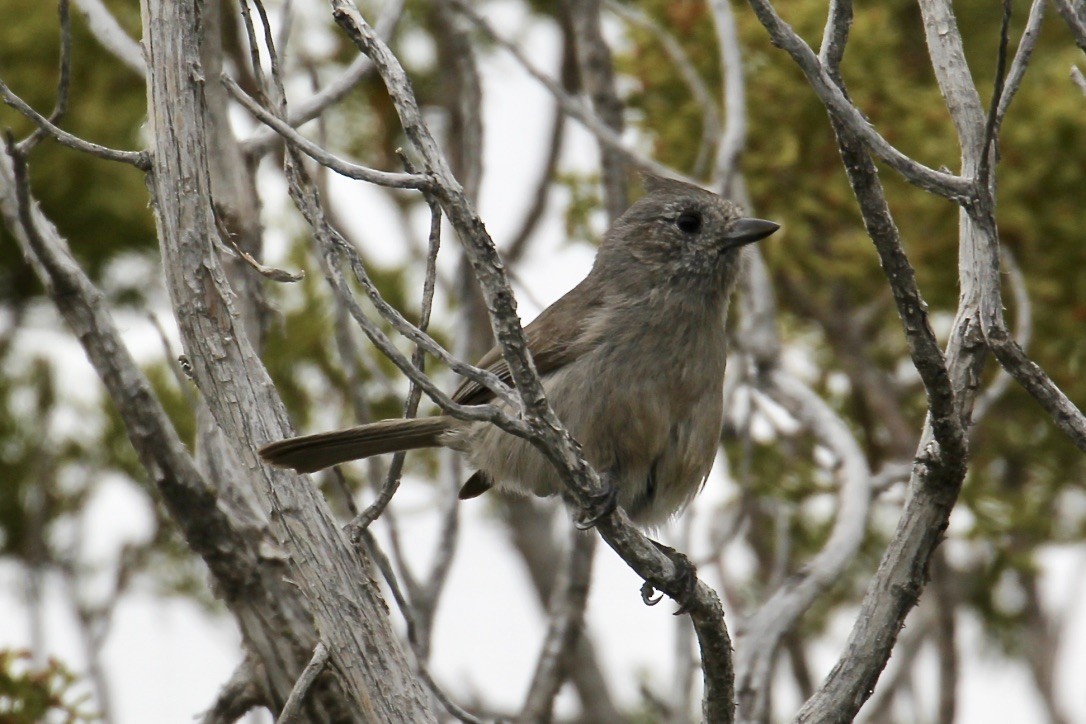 Juniper Titmouse - ML171824981