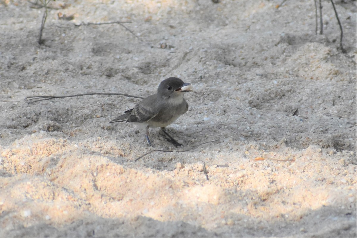 Eastern Phoebe - ML171825271