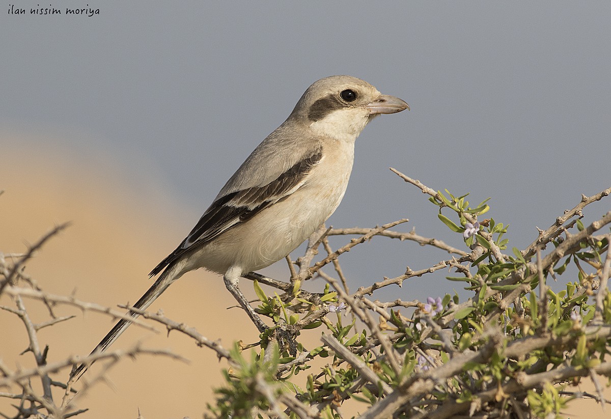 Great Gray Shrike (Steppe) - ML171826571