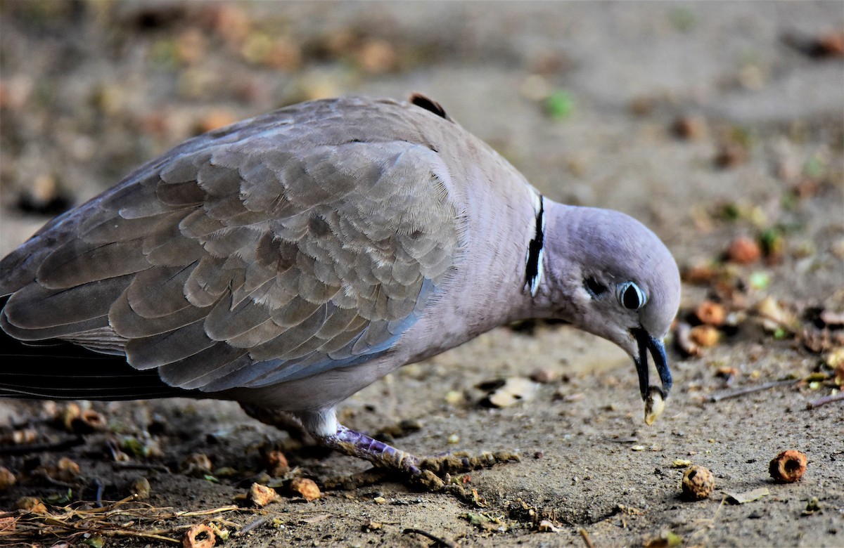 Eurasian Collared-Dove - Venkatesh VT