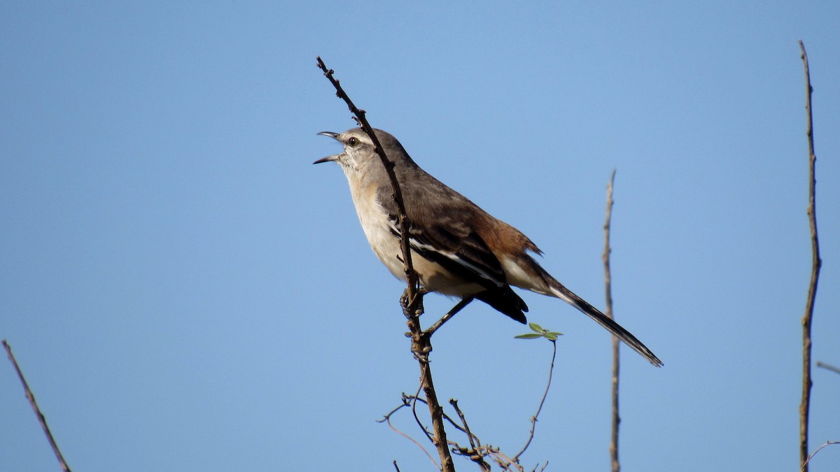 White-banded Mockingbird - Luis  Weymar Junior