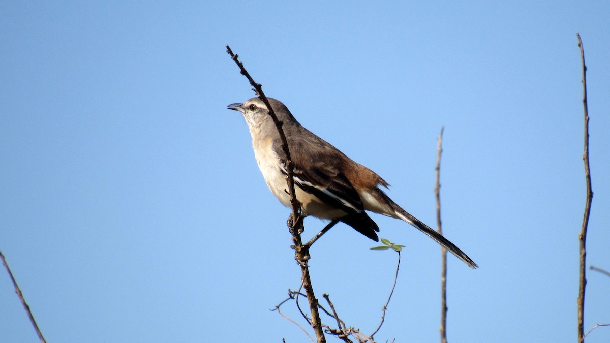 White-banded Mockingbird - ML171827621