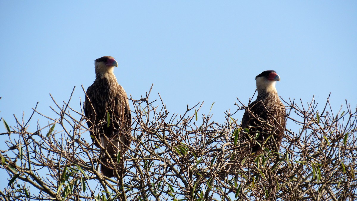 Crested Caracara (Southern) - ML171827691