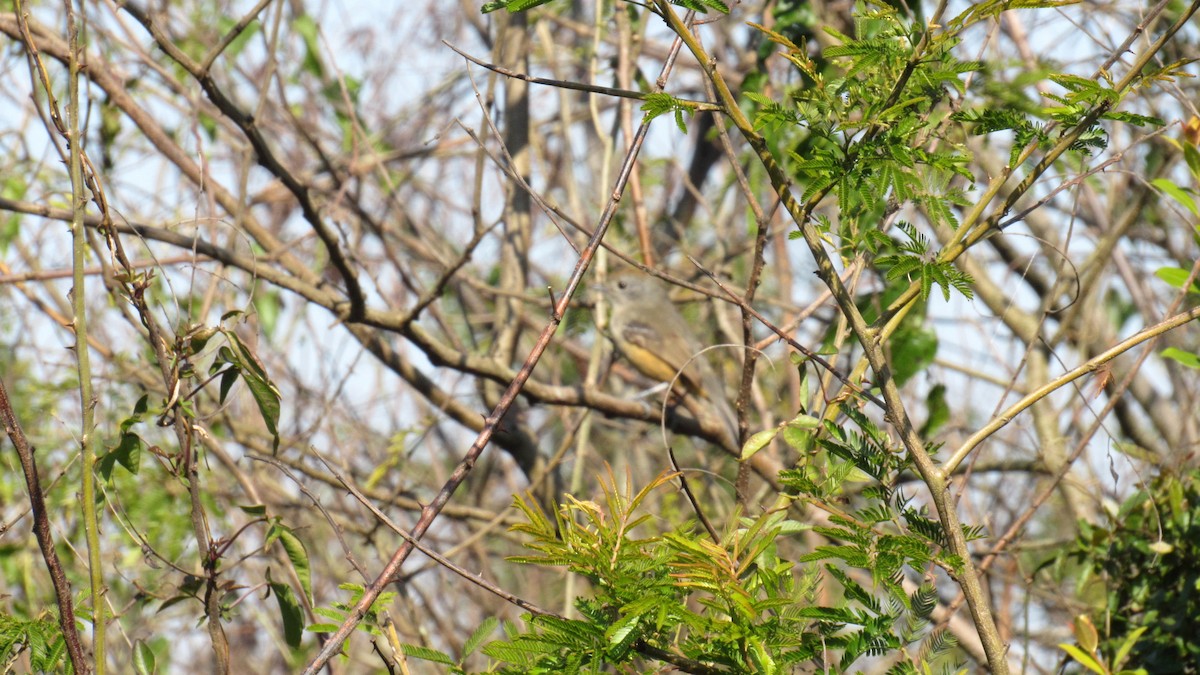 Variable Antshrike - ML171827761