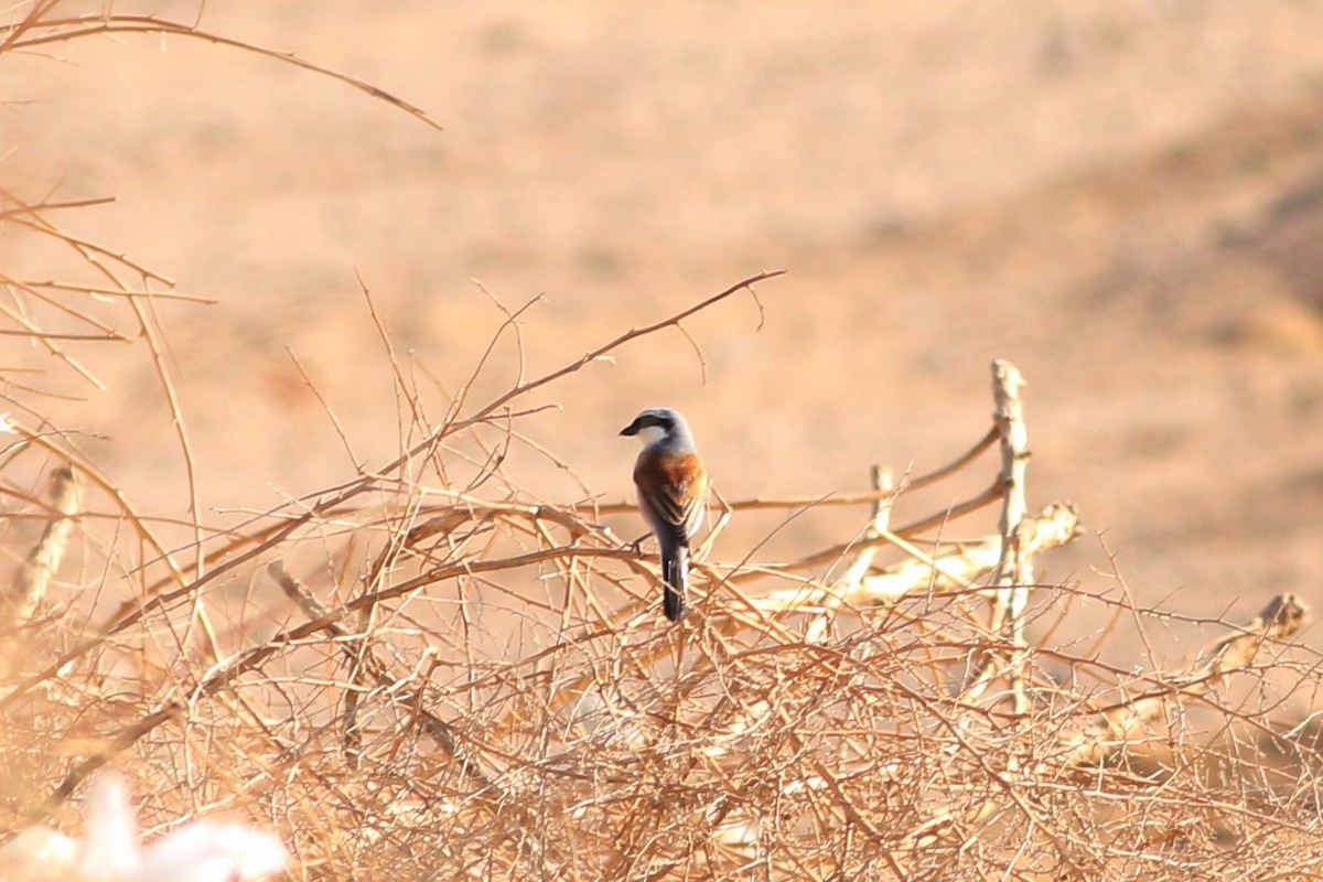 Red-backed Shrike - Alexandre Hespanhol Leitão