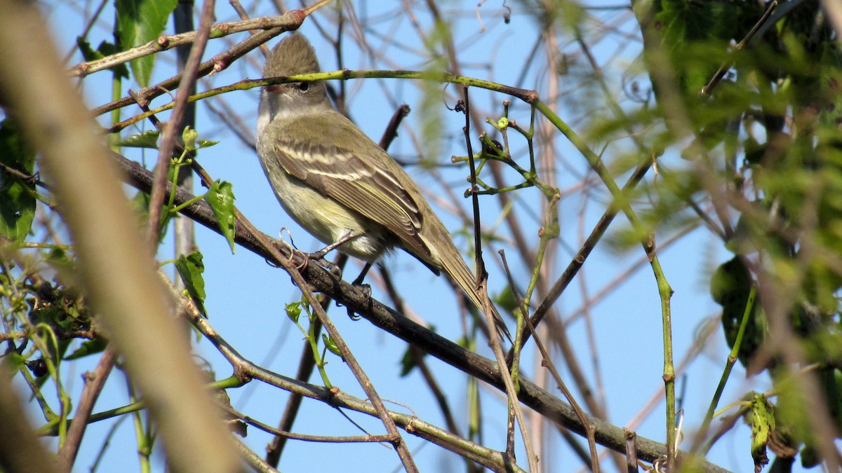 Yellow-bellied Elaenia - Luis  Weymar Junior