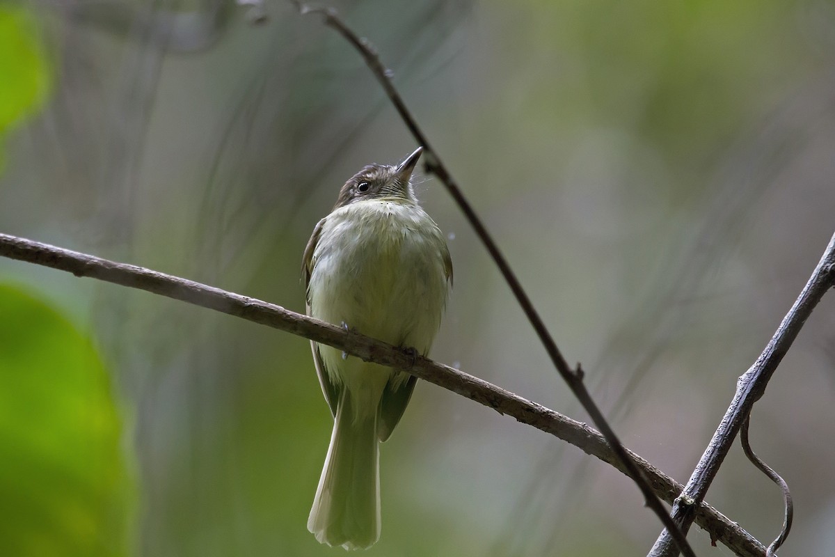 Sepia-capped Flycatcher - ML171828531