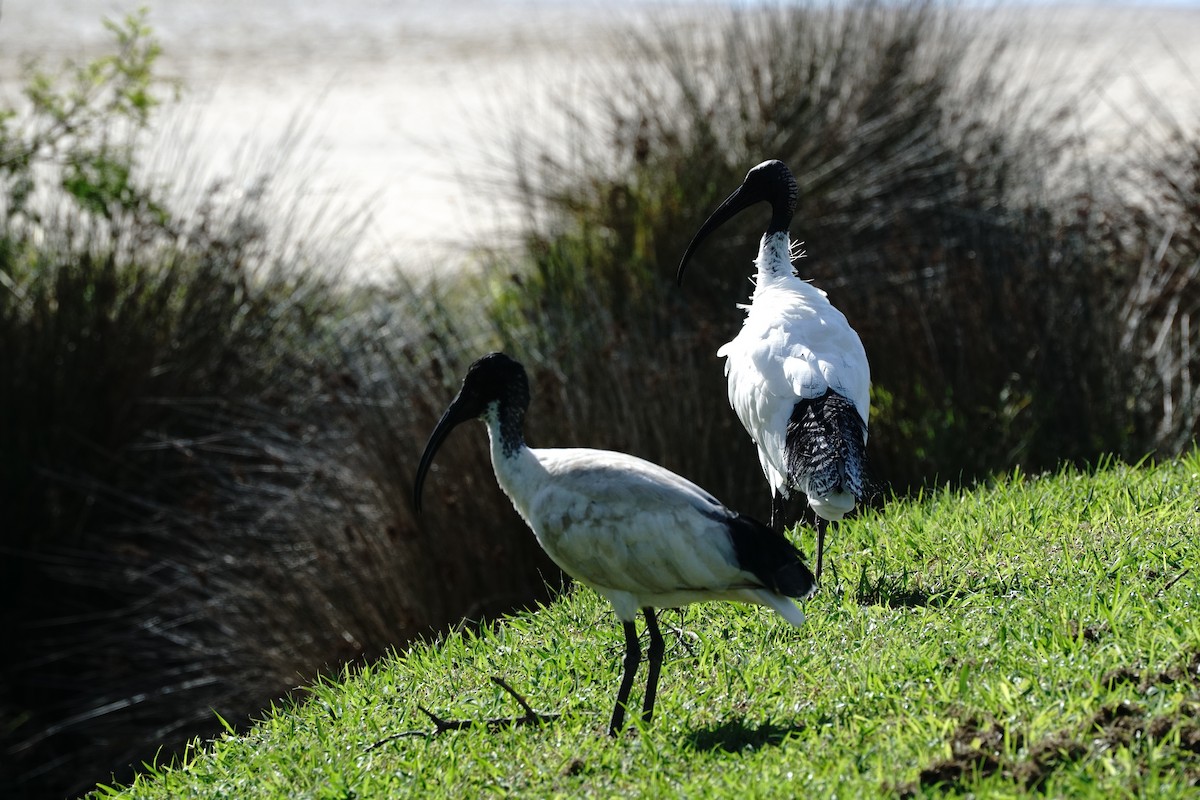 Australian Ibis - ML171829261