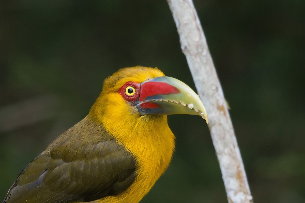 Saffron Toucanet - ML171829341