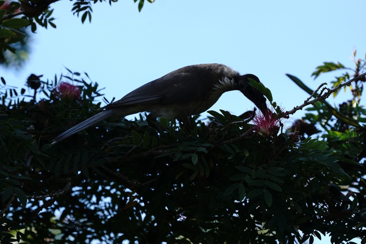 Noisy Friarbird - ML171829441