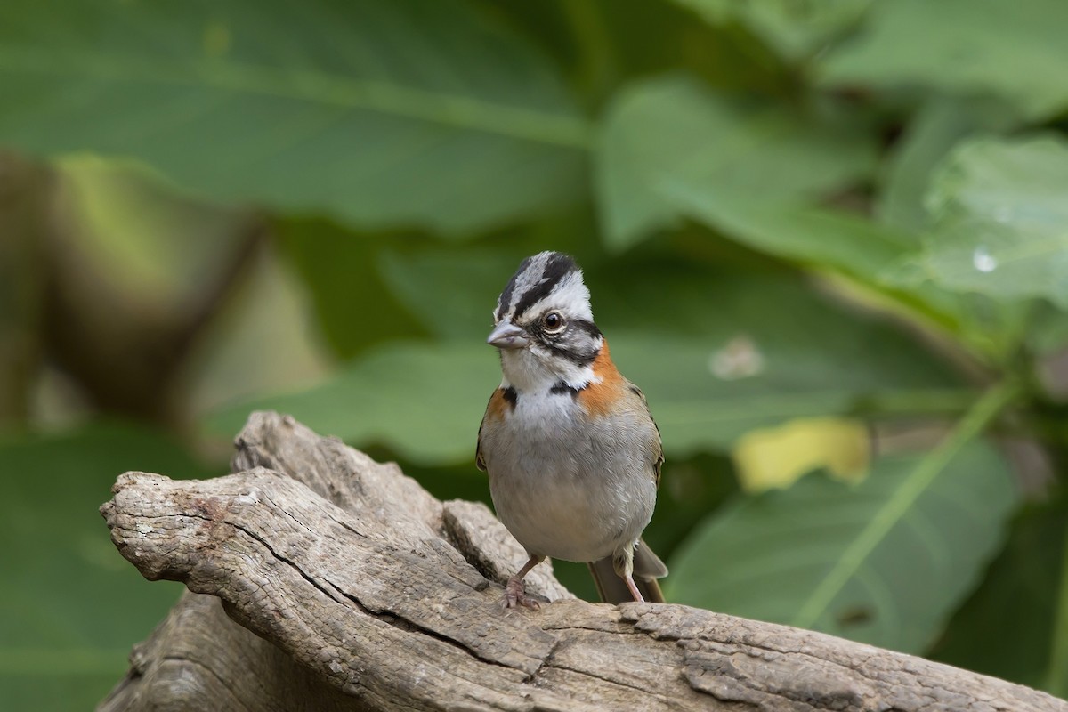 Rufous-collared Sparrow - Gabriel Bonfa