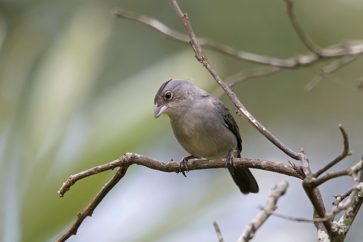 Pileated Finch - Gabriel Bonfa