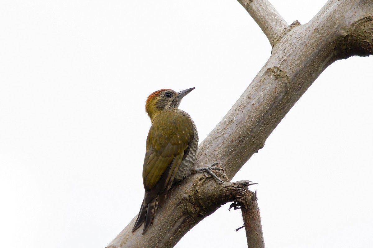 Yellow-eared Woodpecker - ML171830251