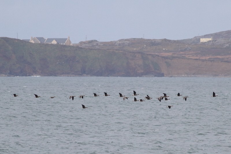 Oie rieuse (flavirostris) - ML171830281