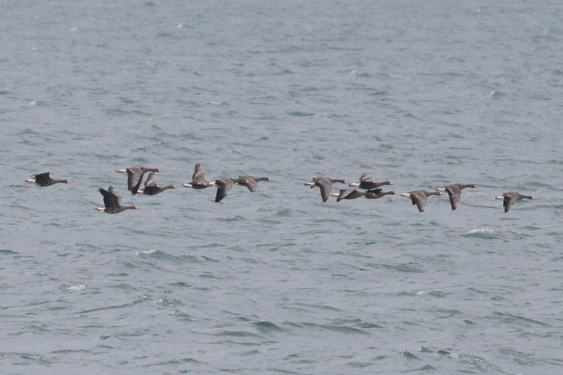 Greater White-fronted Goose (Greenland) - ML171830291