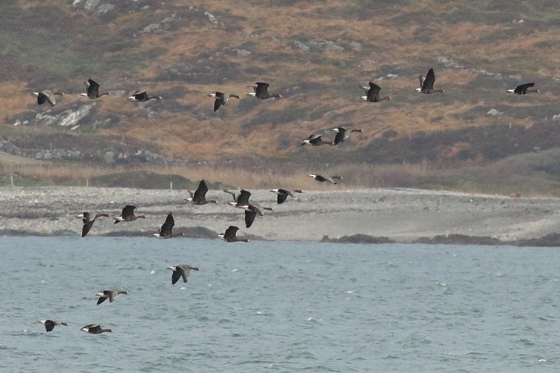 husa běločelá (ssp. flavirostris) - ML171830301