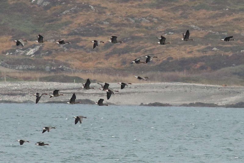 Greater White-fronted Goose (Greenland) - ML171830301
