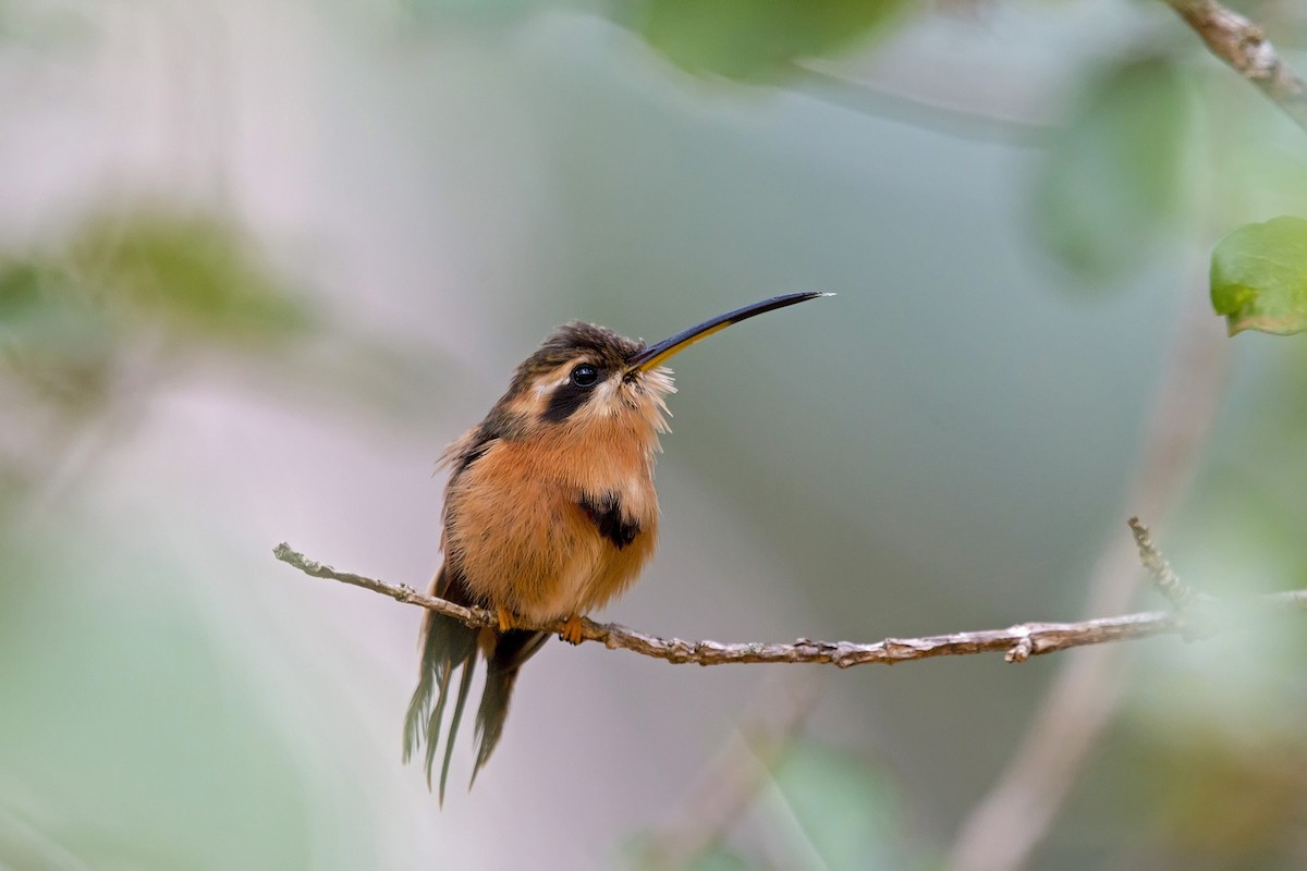 kolibřík malý - ML171830961
