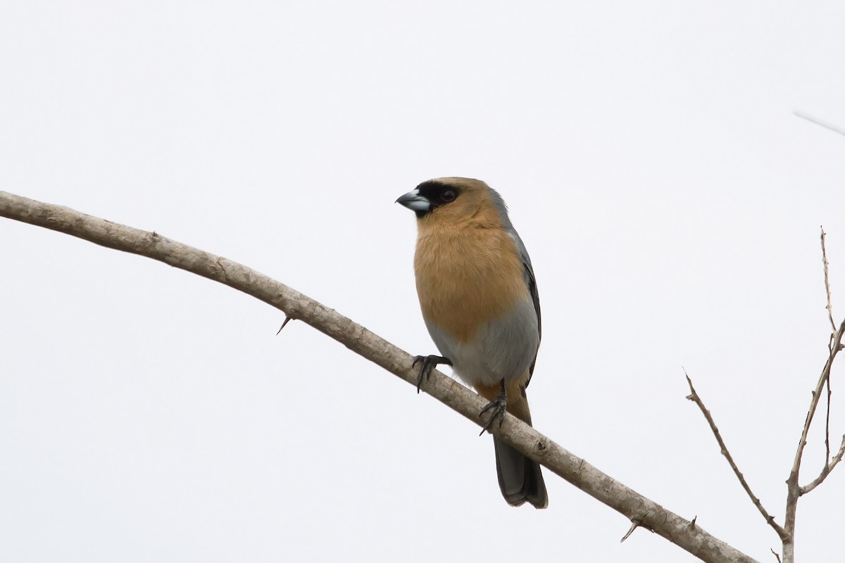 Cinnamon Tanager - Gabriel Bonfa