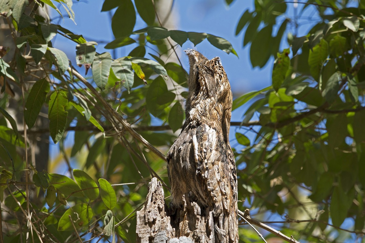 Long-tailed Potoo - Gabriel Bonfa