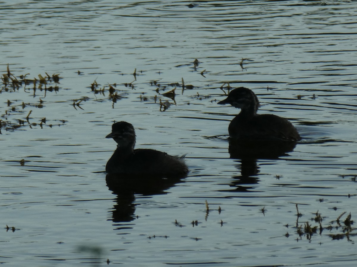 Least Grebe - ML171833821