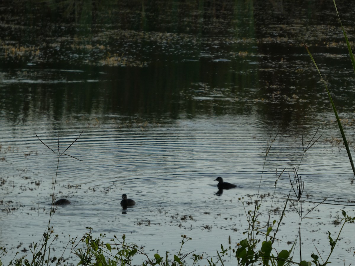 Least Grebe - elwood bracey