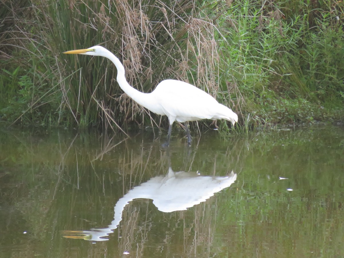 Great Egret - ML171833961