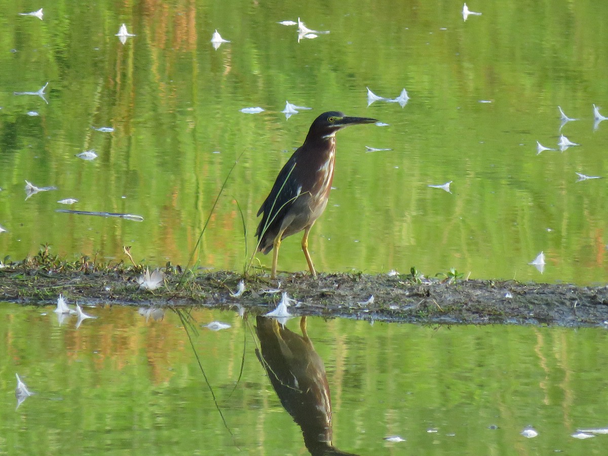 Green Heron - ML171833981