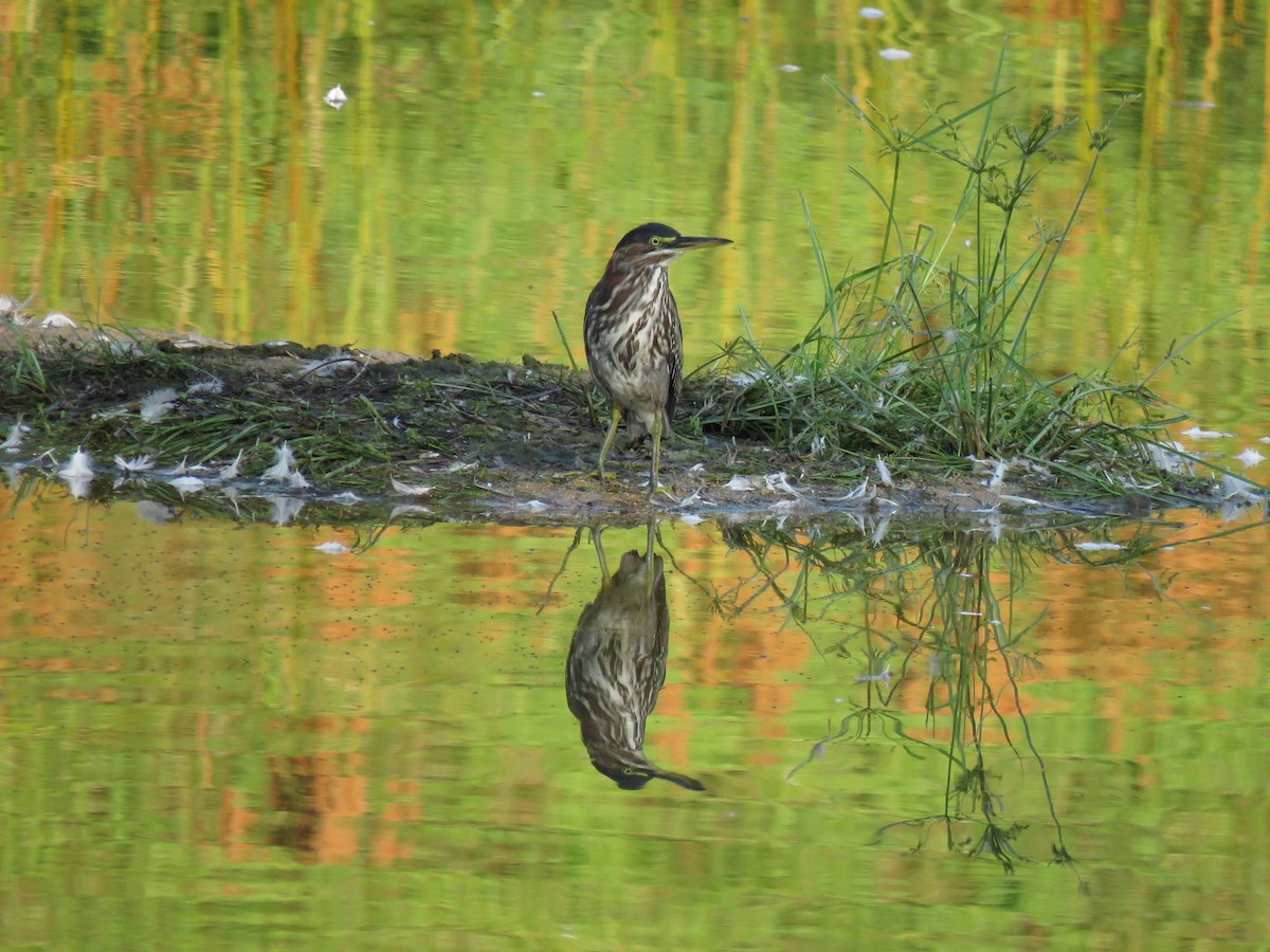 Green Heron - ML171834021