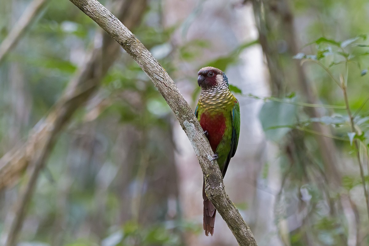 Maroon-faced Parakeet - Gabriel Bonfa
