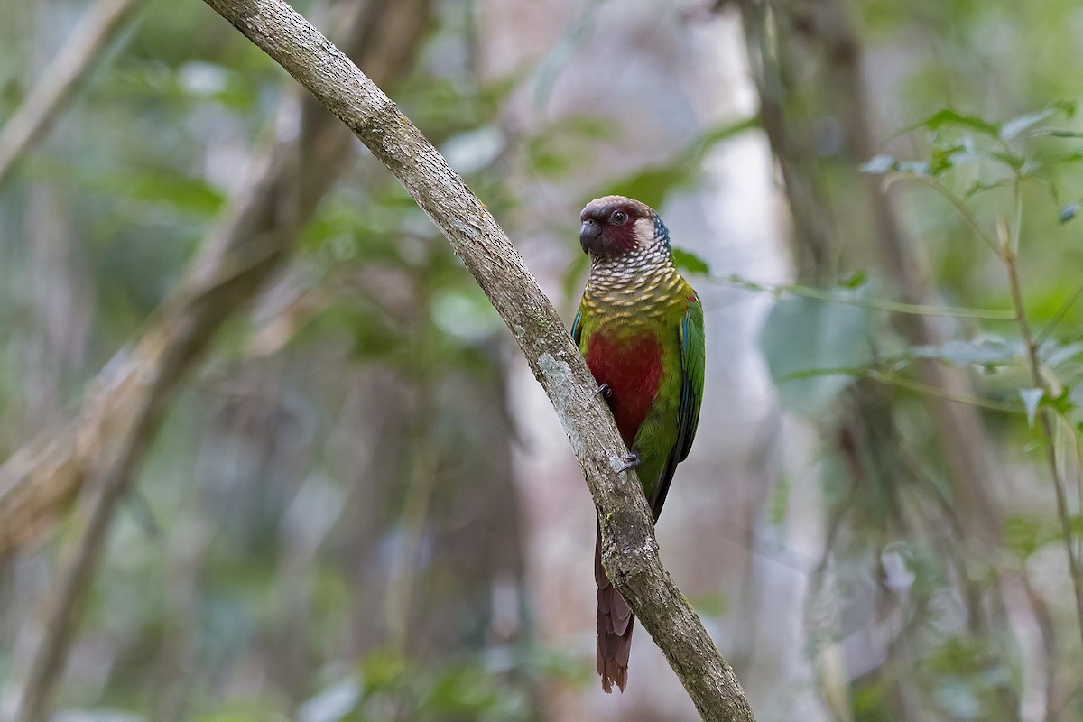 Conure leucotique - ML171834701