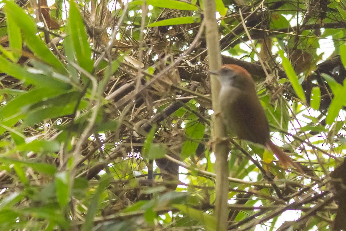 Rufous-capped Spinetail - ML171835581