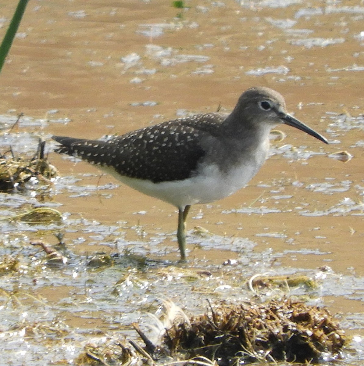 Einsiedelwasserläufer - ML171838651