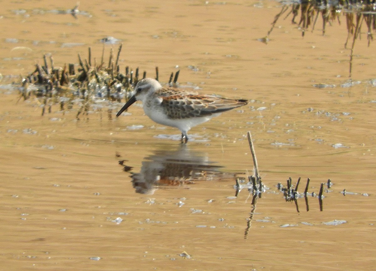 Western Sandpiper - Peter Olsoy