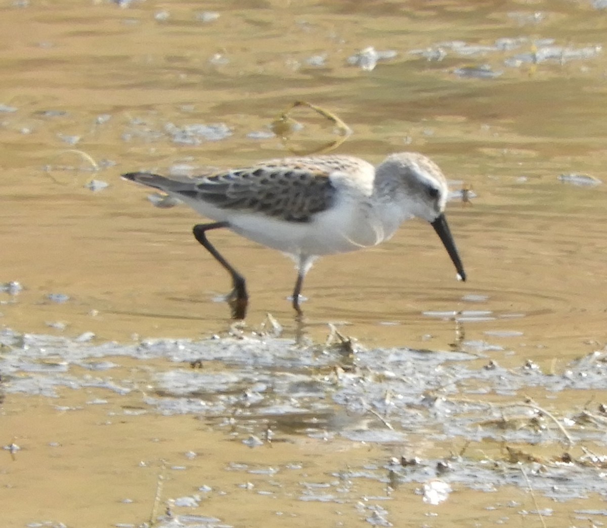 Western Sandpiper - ML171838881