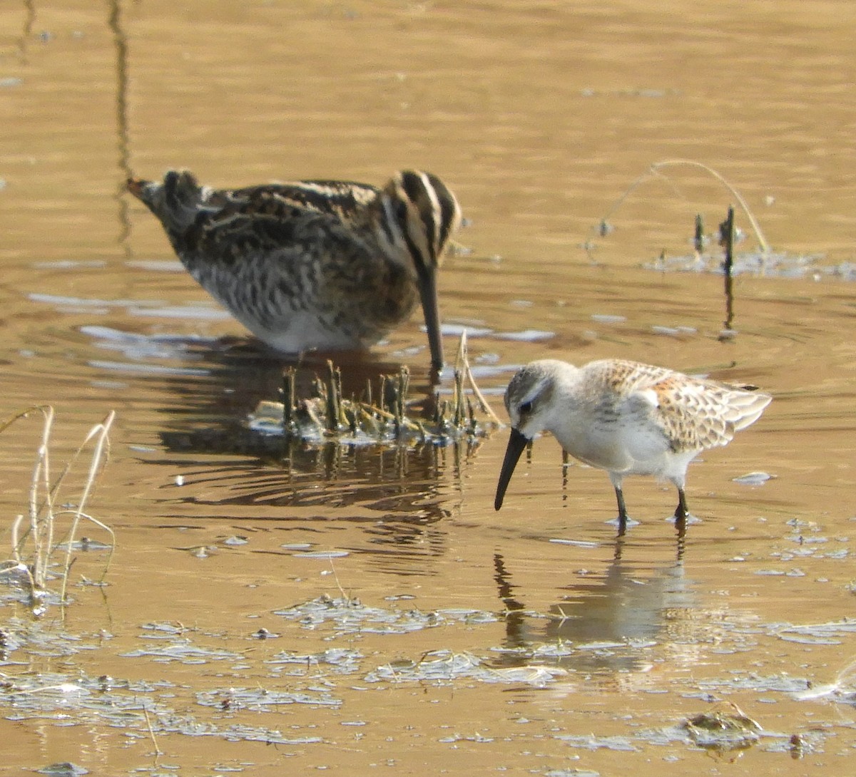 Western Sandpiper - Peter Olsoy