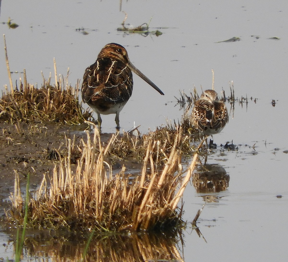 beringsnipe - ML171840281