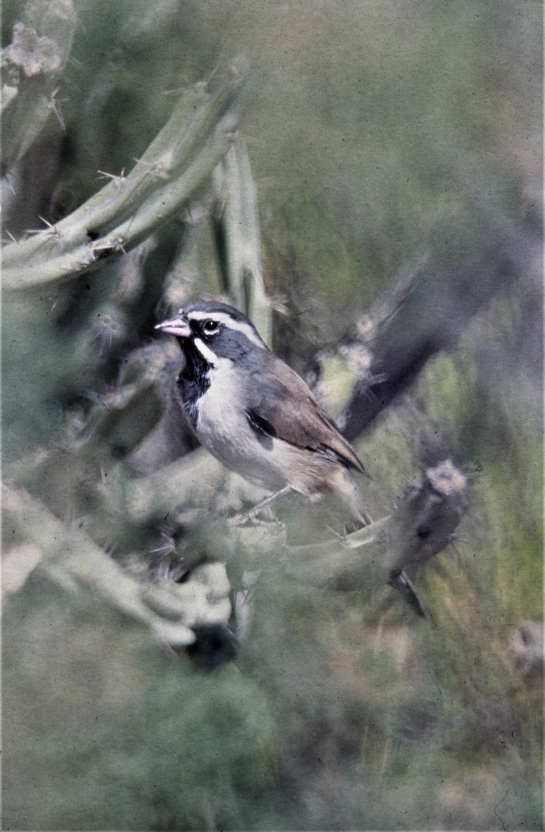 Black-throated Sparrow - ML171843251