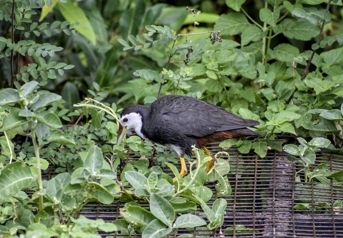 White-breasted Waterhen - ML171845251