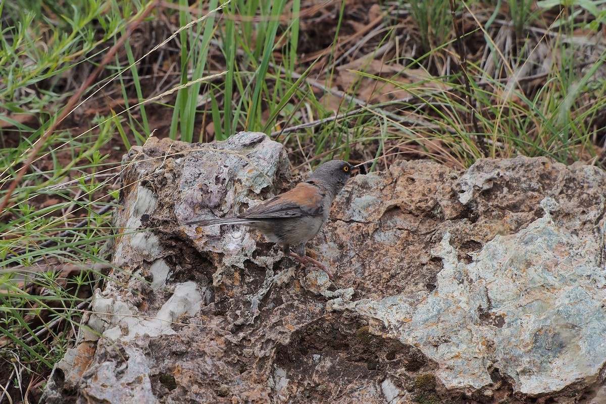 Yellow-eyed Junco - ML171845261