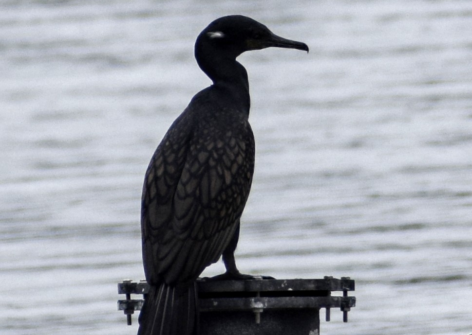 Cormoran à cou brun - ML171845371